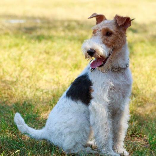 Wiry haired terrier sale